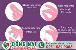 da khoa hong phuc